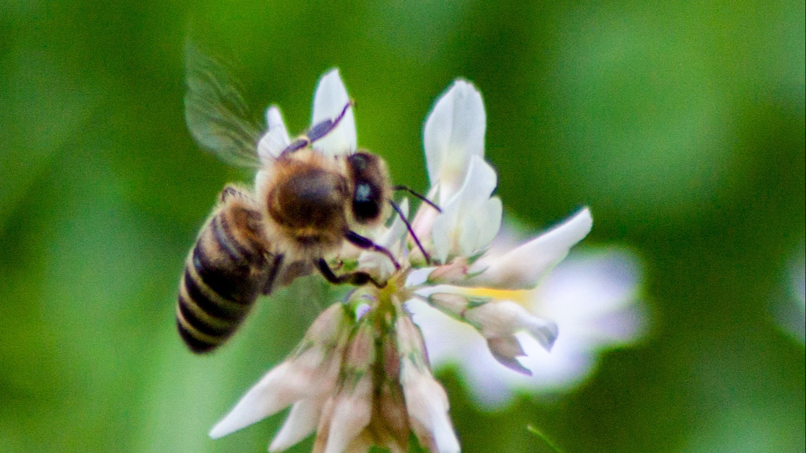 Honigbiene auf Kleeblüte